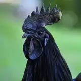 Black Bird Animations