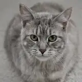 sag_enhanced