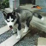 ハスキー