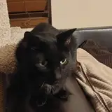 dsrtchck