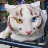 Blix Neko 