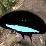 bluesmilebird