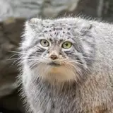 PallasManul