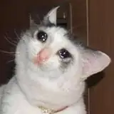 SadgeCatte