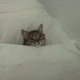 stalkek