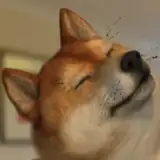 柴犬五郎（しばけん ごろう）