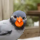 Sbookner