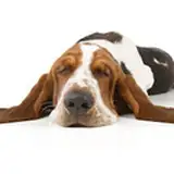 TheHounde